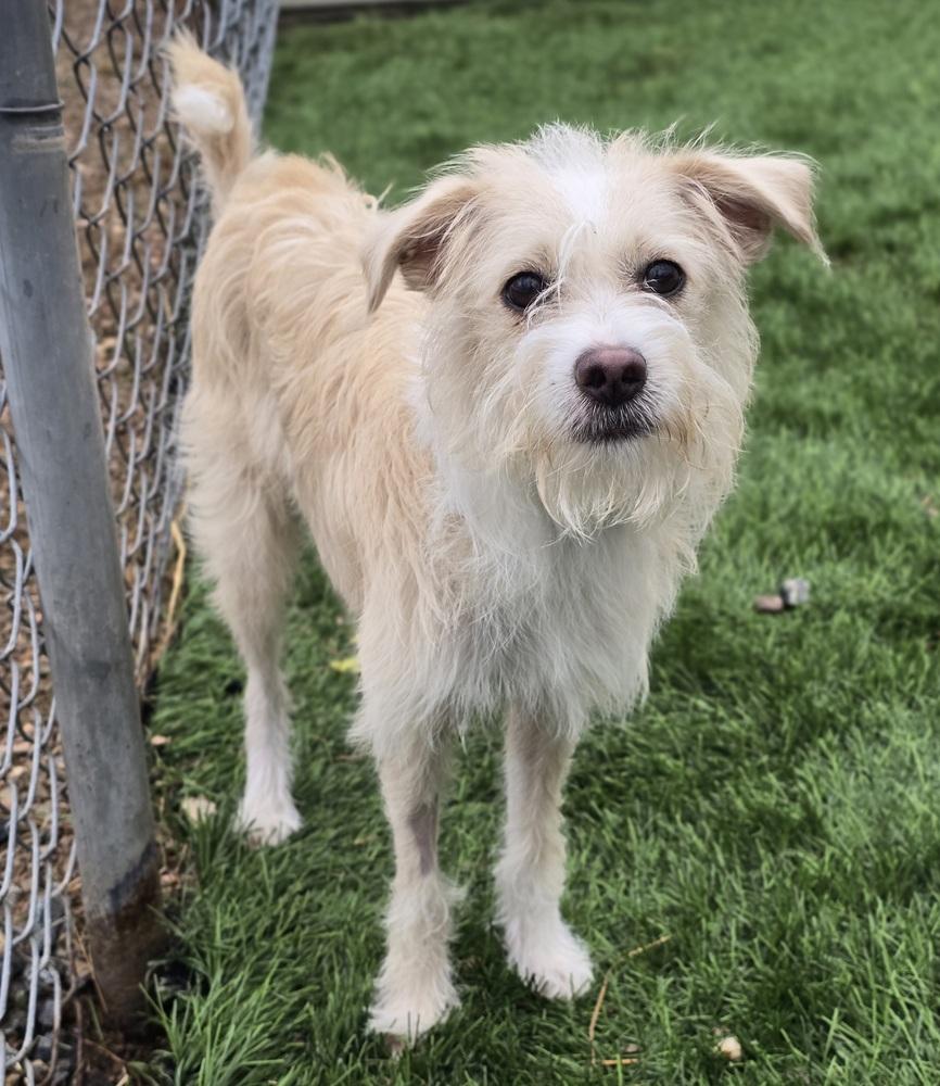 Niko, Adoptable, Young Male Toy Fox Terrier.