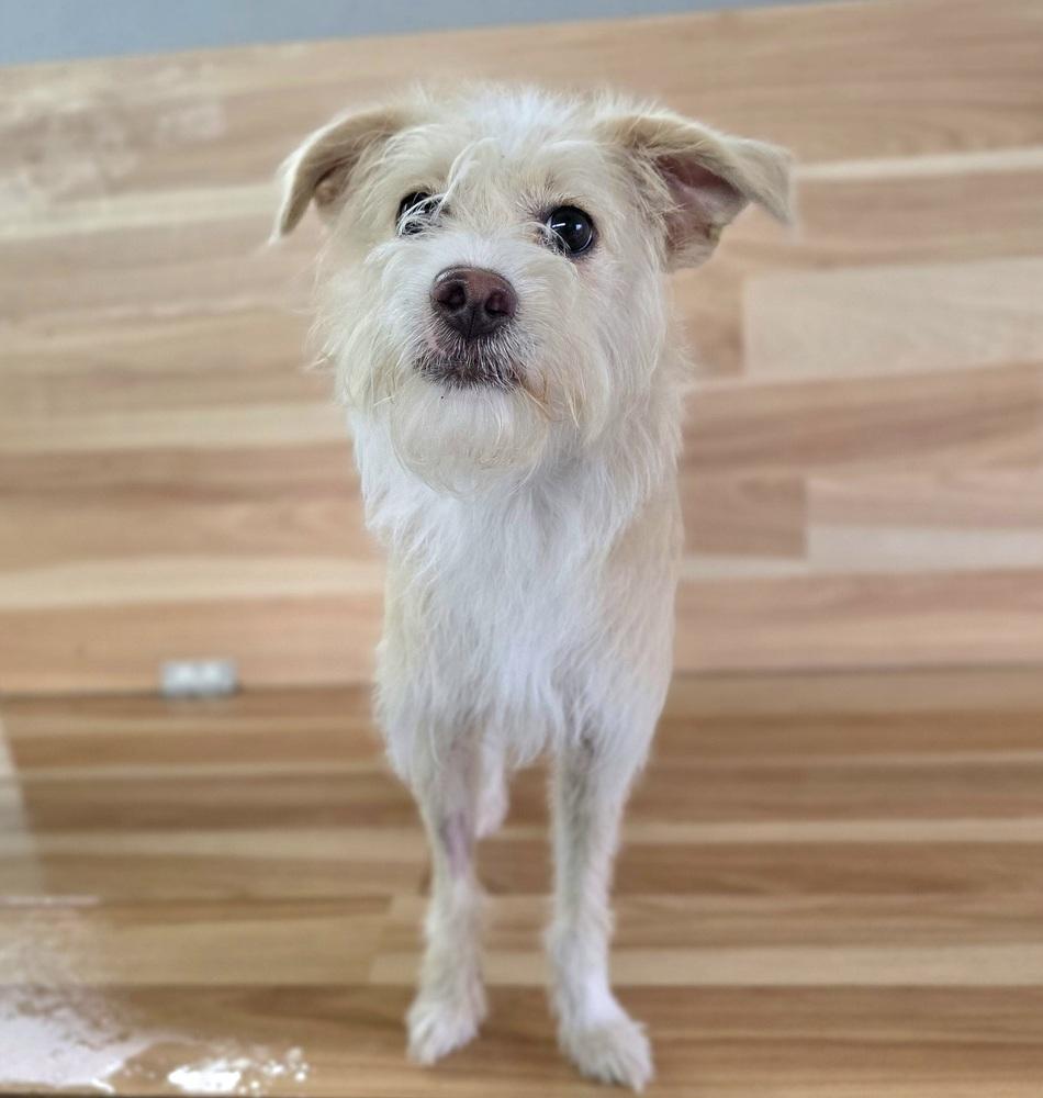 Enlarge Niko, a Adopted mixed breed in Sedalia, CO image 2/4