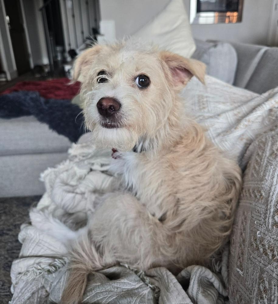 Enlarge Niko, a Adopted mixed breed in Sedalia, CO image 3/4