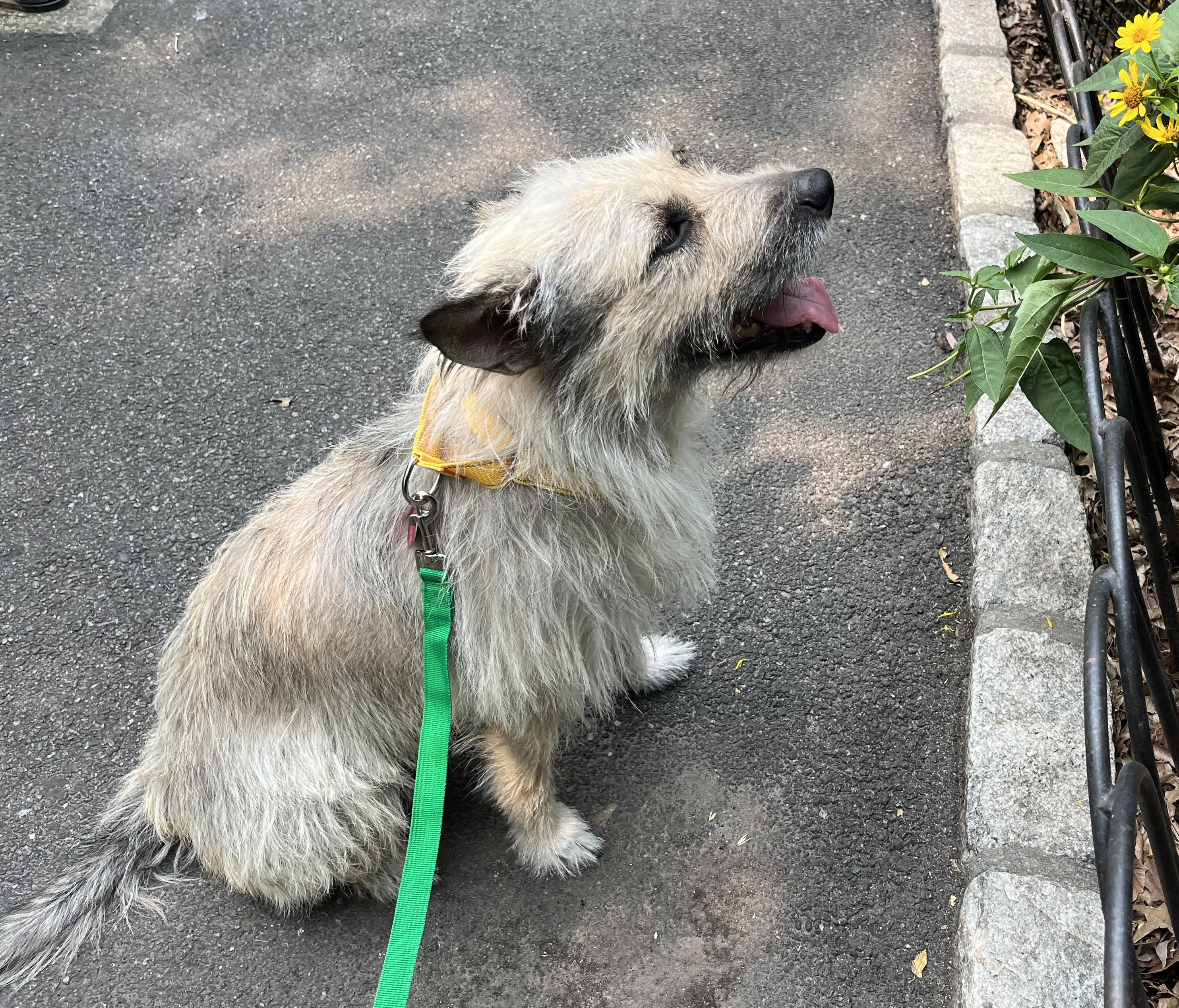 Coco