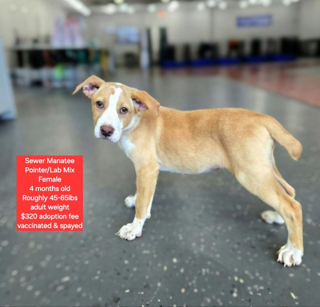 Enlarge Sewer Manatee, an adoptable mixed breed in Oviedo, FL image 1/1