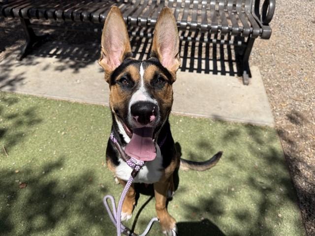 KALE, Adoptable, Young Male German Shepherd Dog & Mixed Breed.