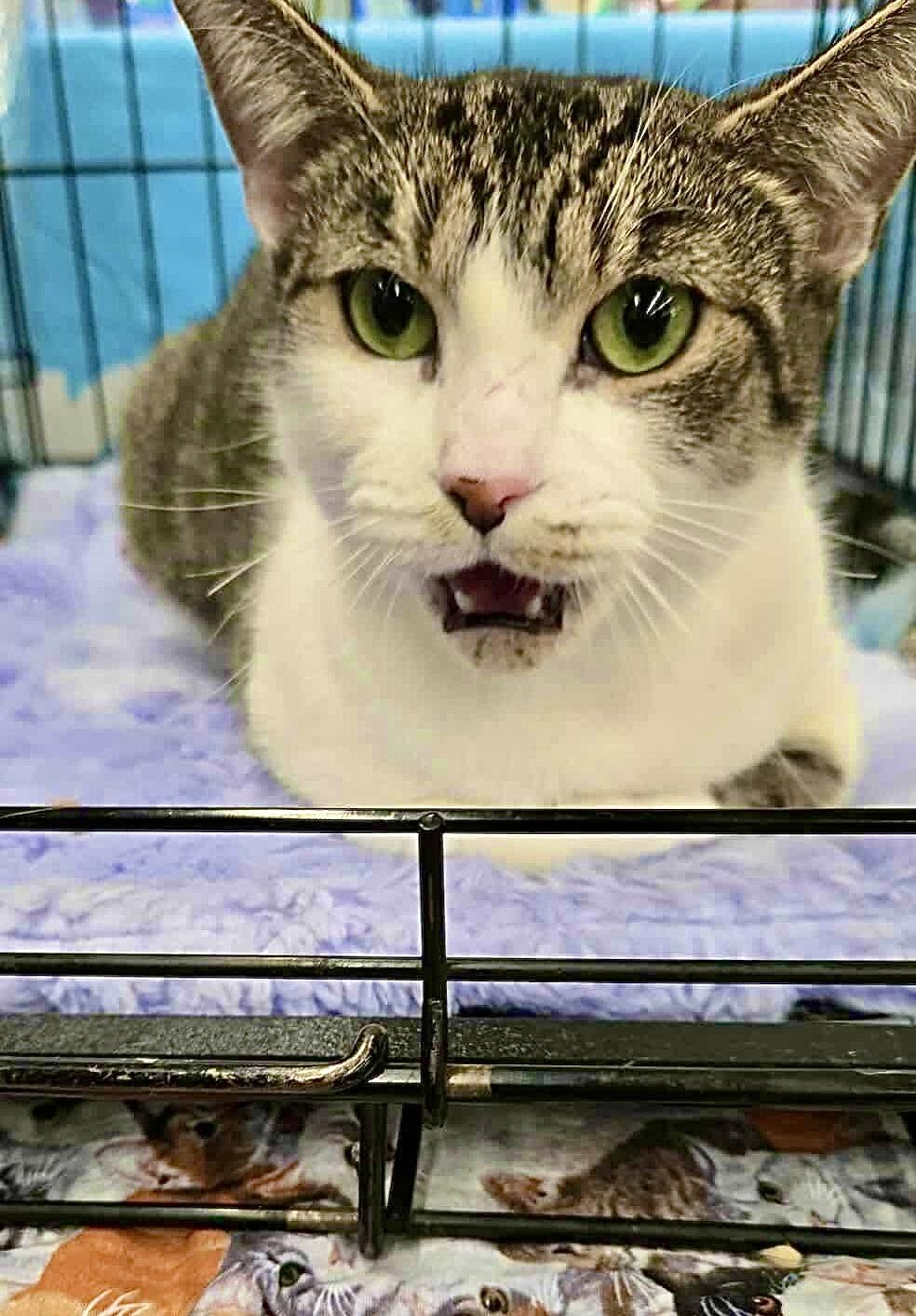 Enlarge Mi Nina, a Adoptable Domestic Short Hair in East Orange, NJ image 5/6