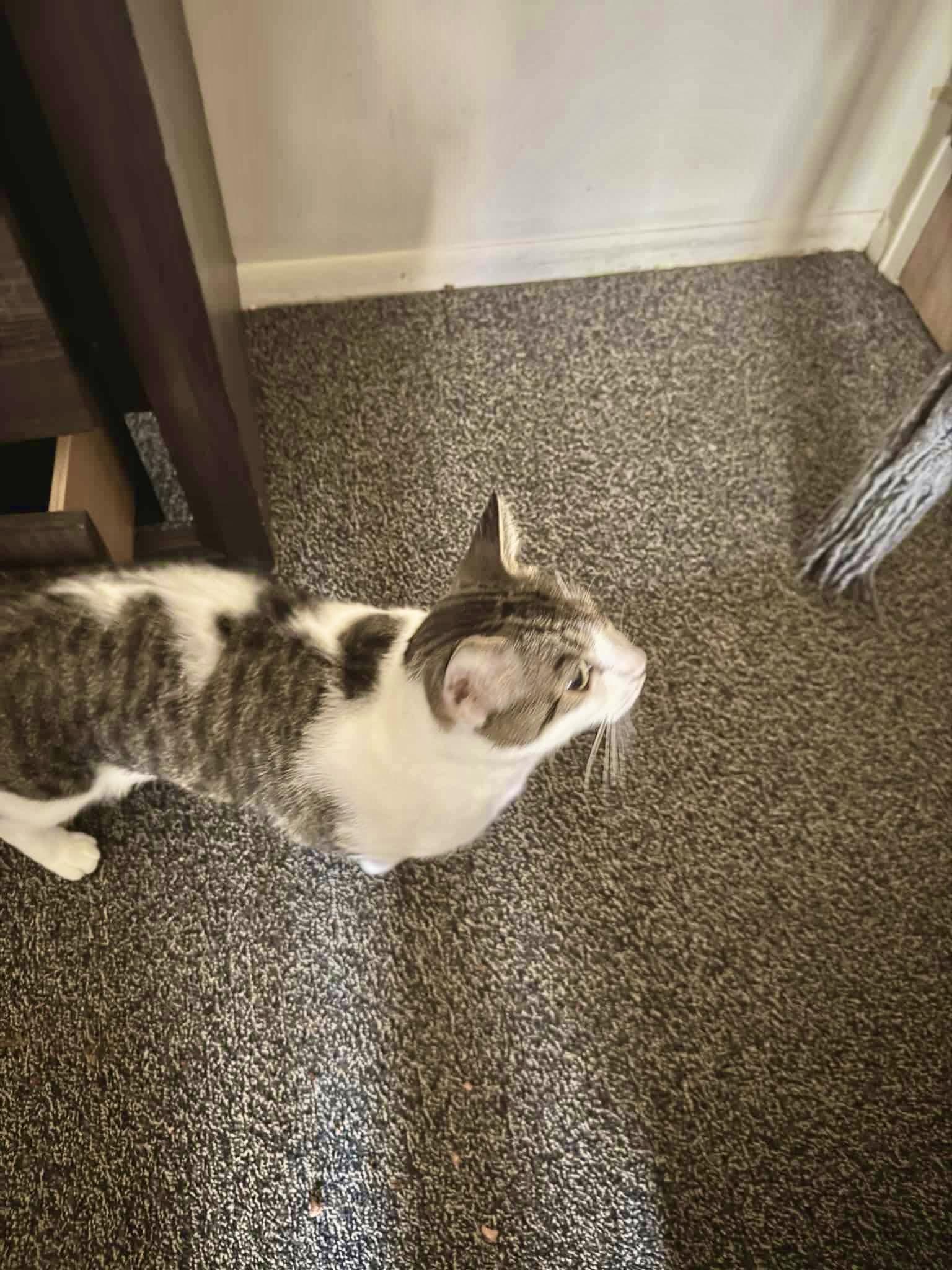 Enlarge Mi Nina, a Adoptable Domestic Short Hair in East Orange, NJ image 6/6