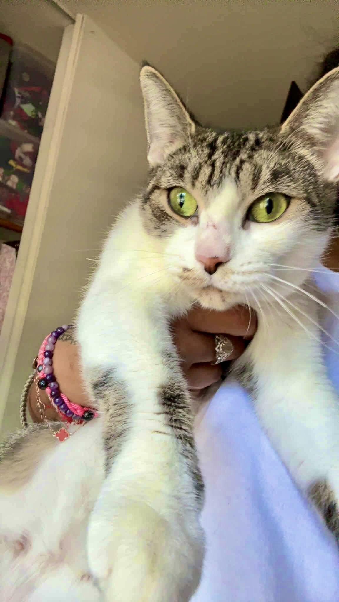 Enlarge Mi Nina, a Adoptable Domestic Short Hair in East Orange, NJ image 4/6