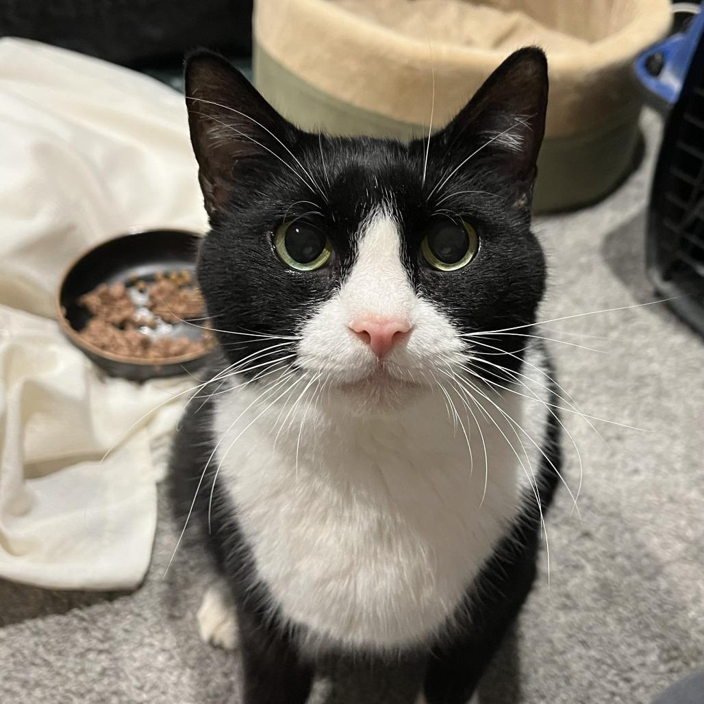 Bella Loo, Adoptable, Senior Female Domestic Short Hair.