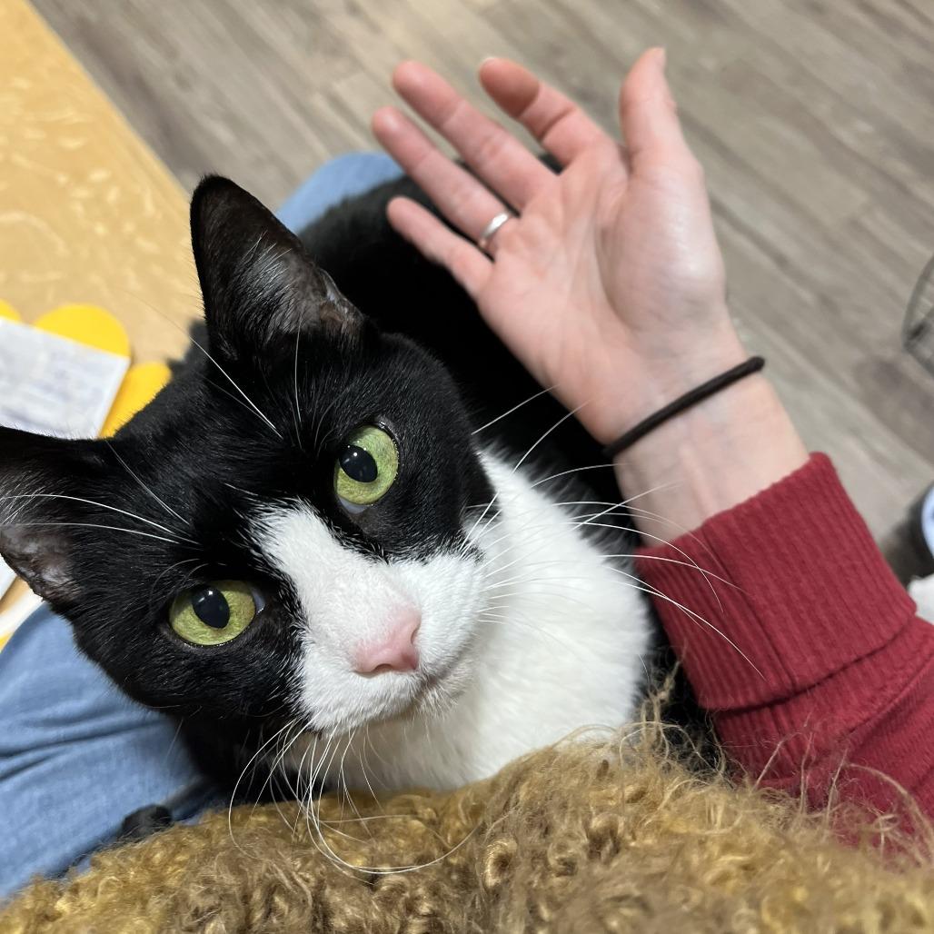 Bella Loo, a Adoptable Domestic Short Hair in Bel Air, MD image 2/4