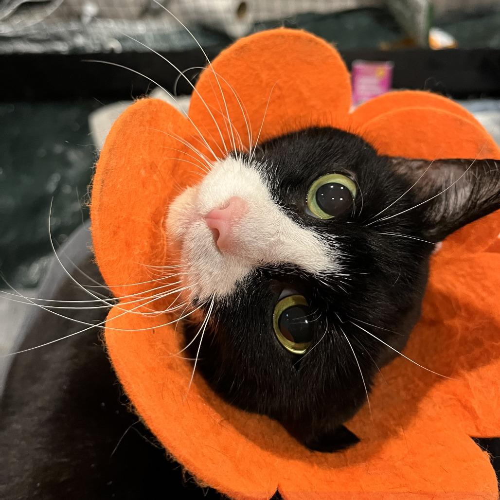 Bella Loo, a Adoptable Domestic Short Hair in Bel Air, MD image 3/4