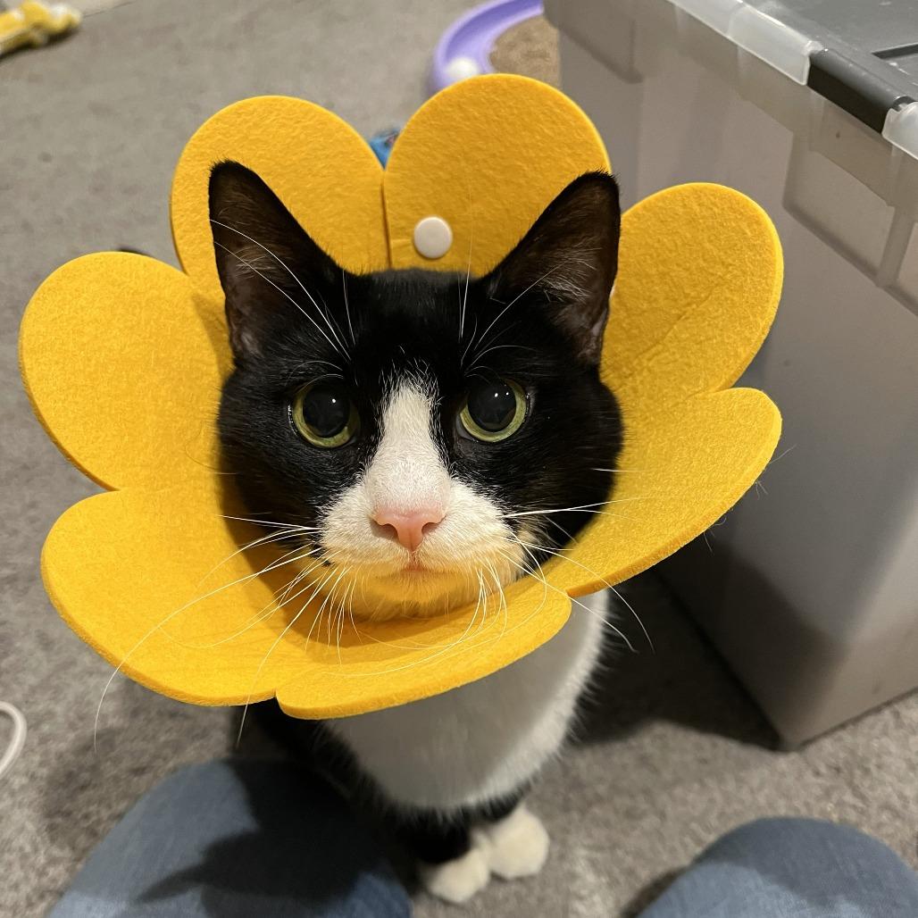 Bella Loo, a Adoptable Domestic Short Hair in Bel Air, MD image 4/4