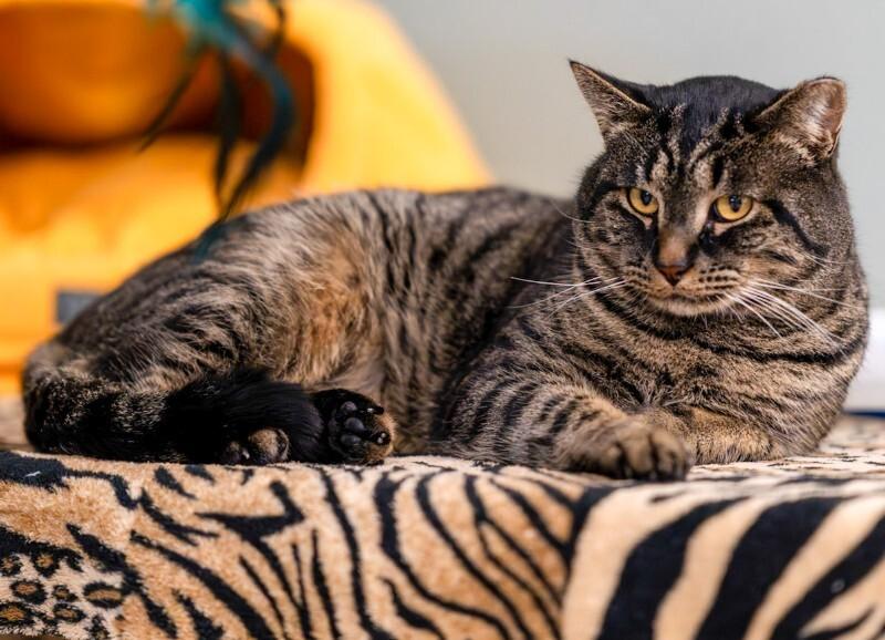 Farfalle, Adoptable, Adult Male Domestic Short Hair.