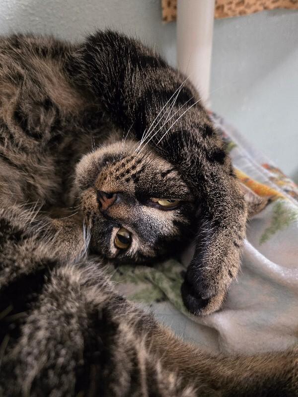 Enlarge Farfalle, a Adoptable Domestic Short Hair in Arlington, WA image 2/5