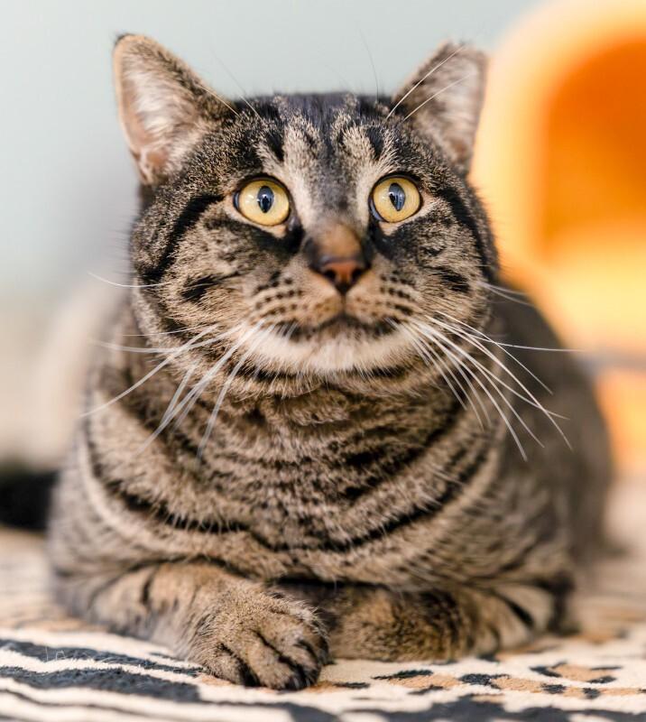 Enlarge Farfalle, a Adoptable Domestic Short Hair in Arlington, WA image 3/5
