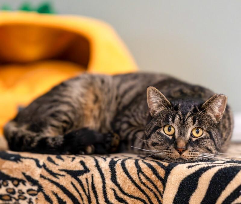 Enlarge Farfalle, a Adoptable Domestic Short Hair in Arlington, WA image 4/5
