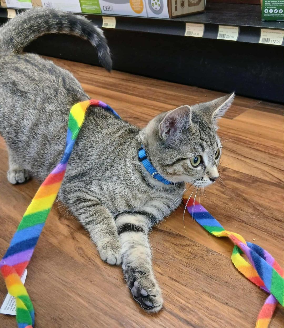 Declan, Adoptable, Kitten Male Tabby.