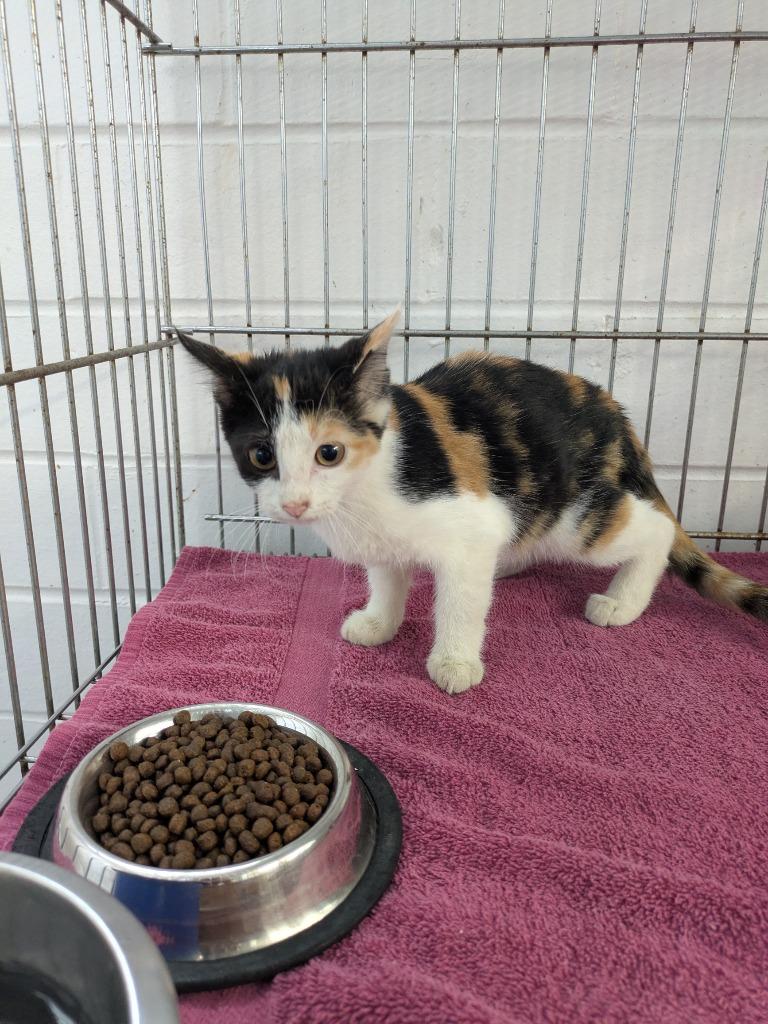 Mabel, Adoptable, Kitten Female Domestic Short Hair.