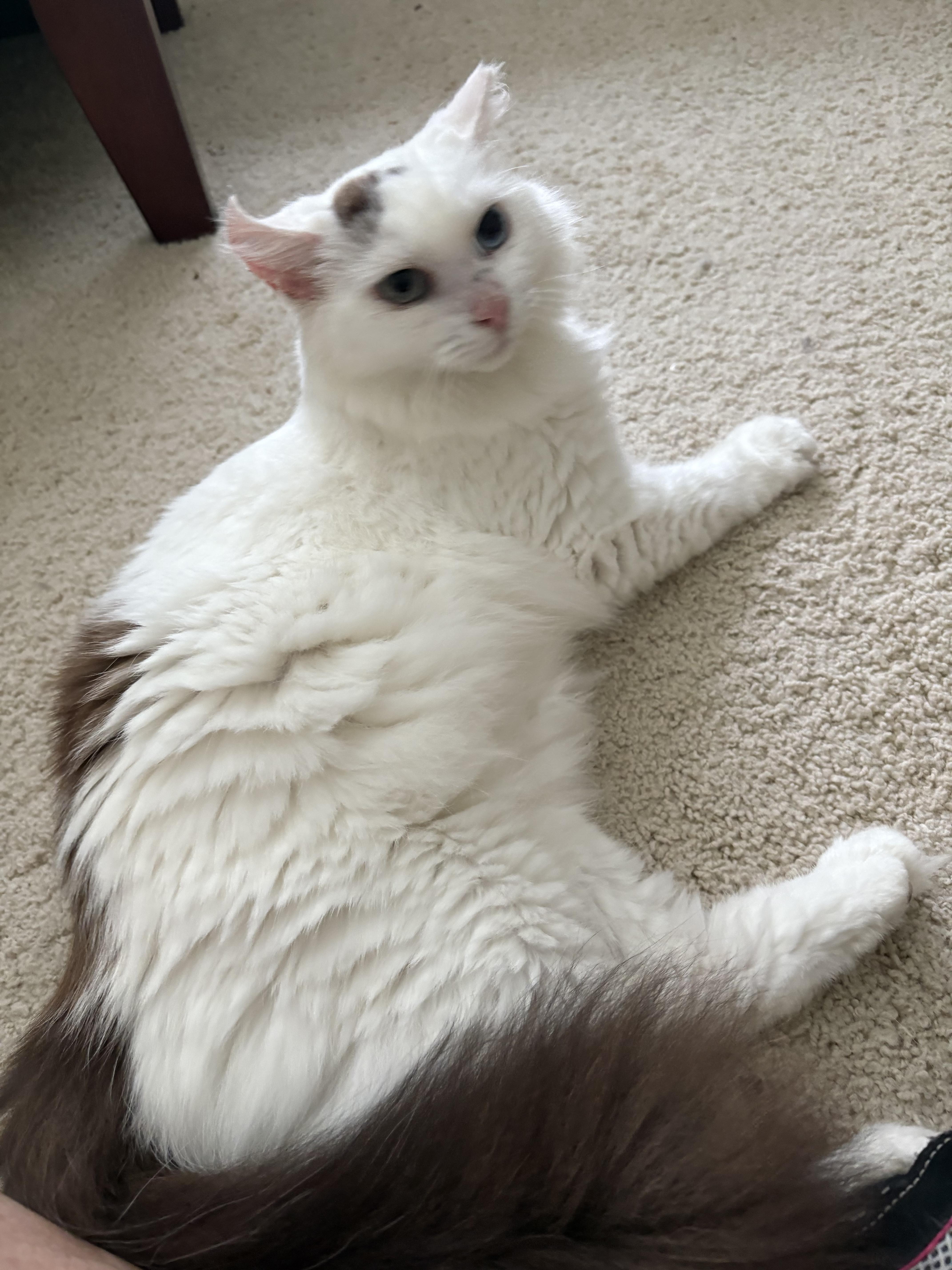 Enlarge Daisy, a Adopted Domestic Long Hair in Indian Trail, NC image 2/4