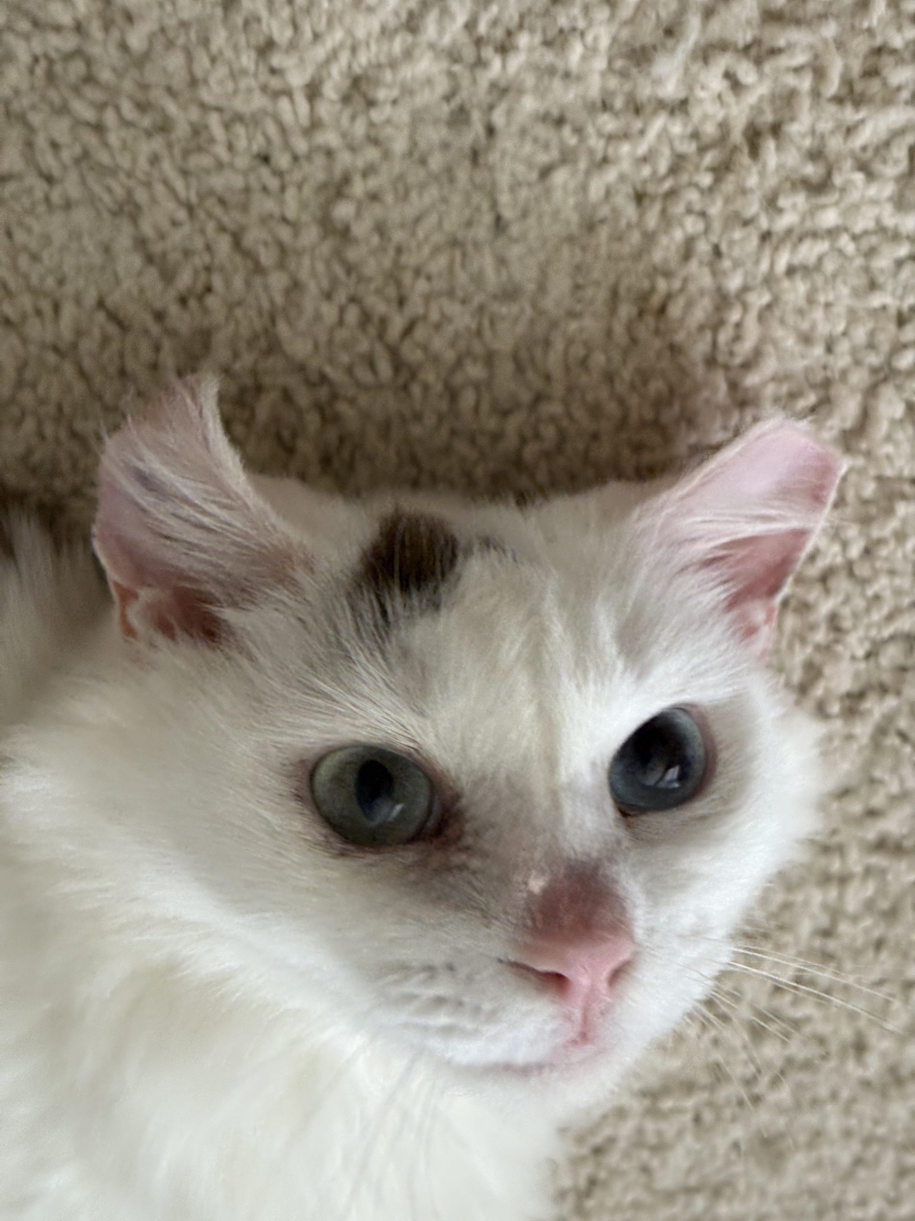 Enlarge Daisy, a Adopted Domestic Long Hair in Indian Trail, NC image 3/4