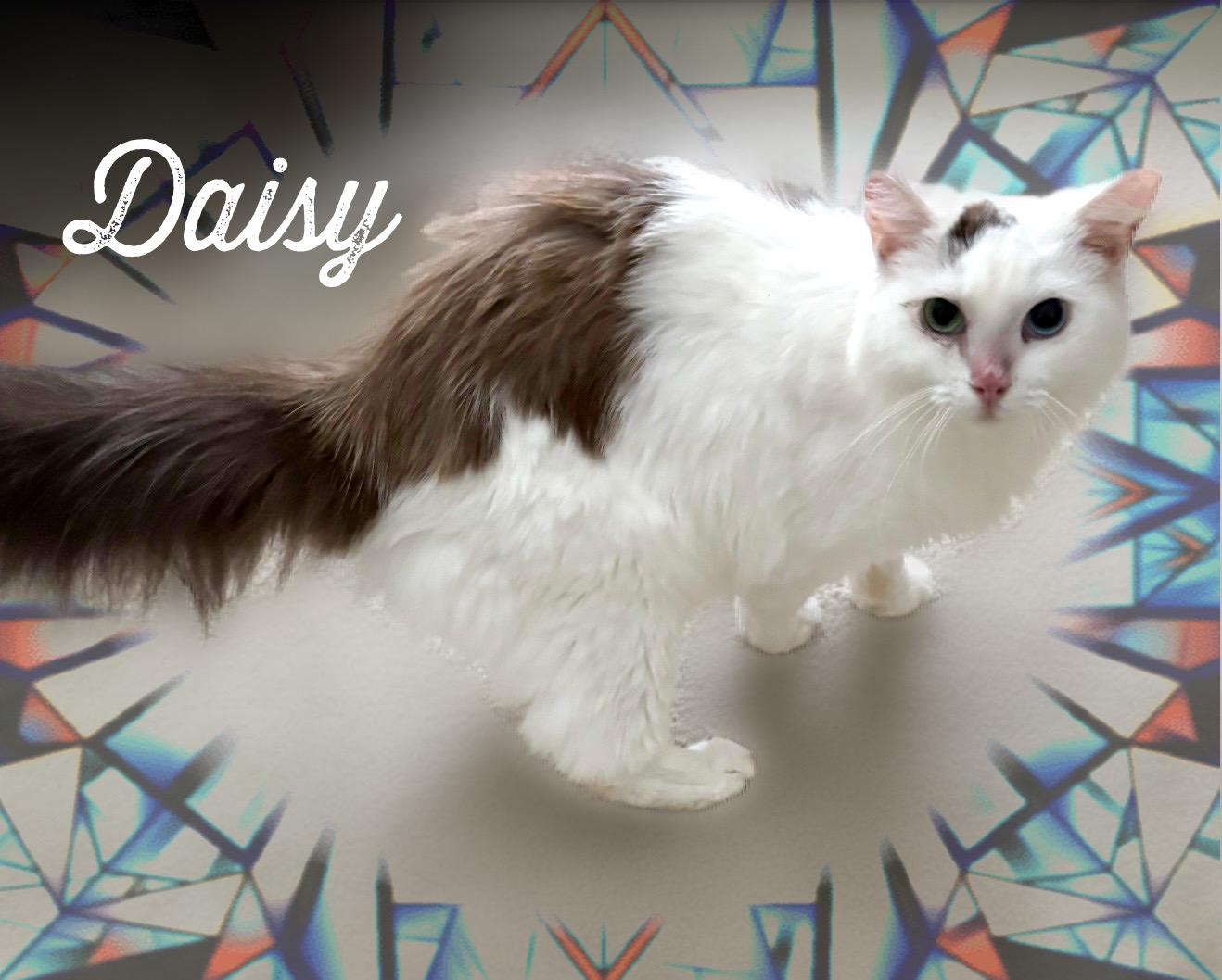Daisy, Adopted, Adult Female Domestic Long Hair.