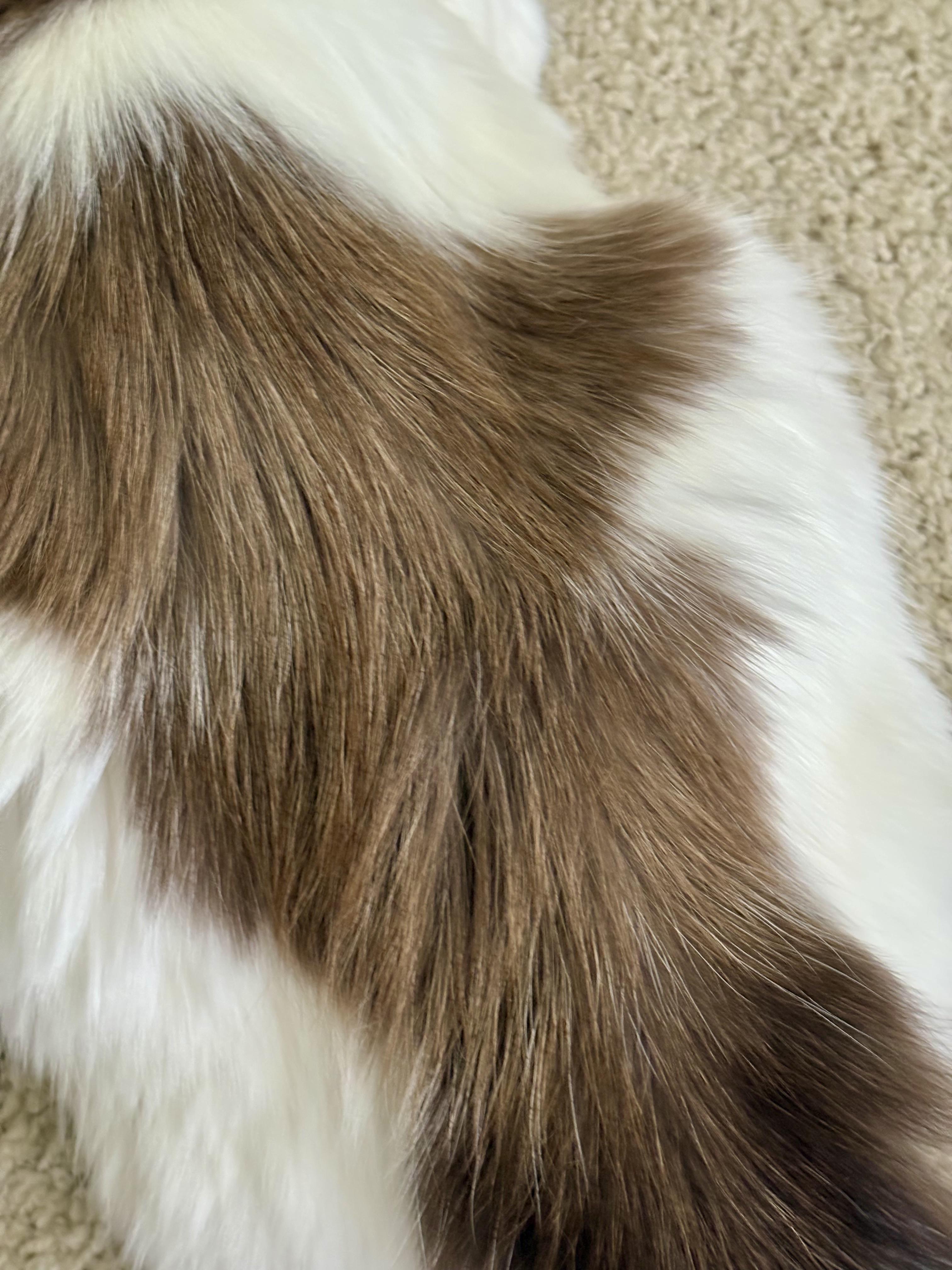 Enlarge Daisy, a Adopted Domestic Long Hair in Indian Trail, NC image 4/4