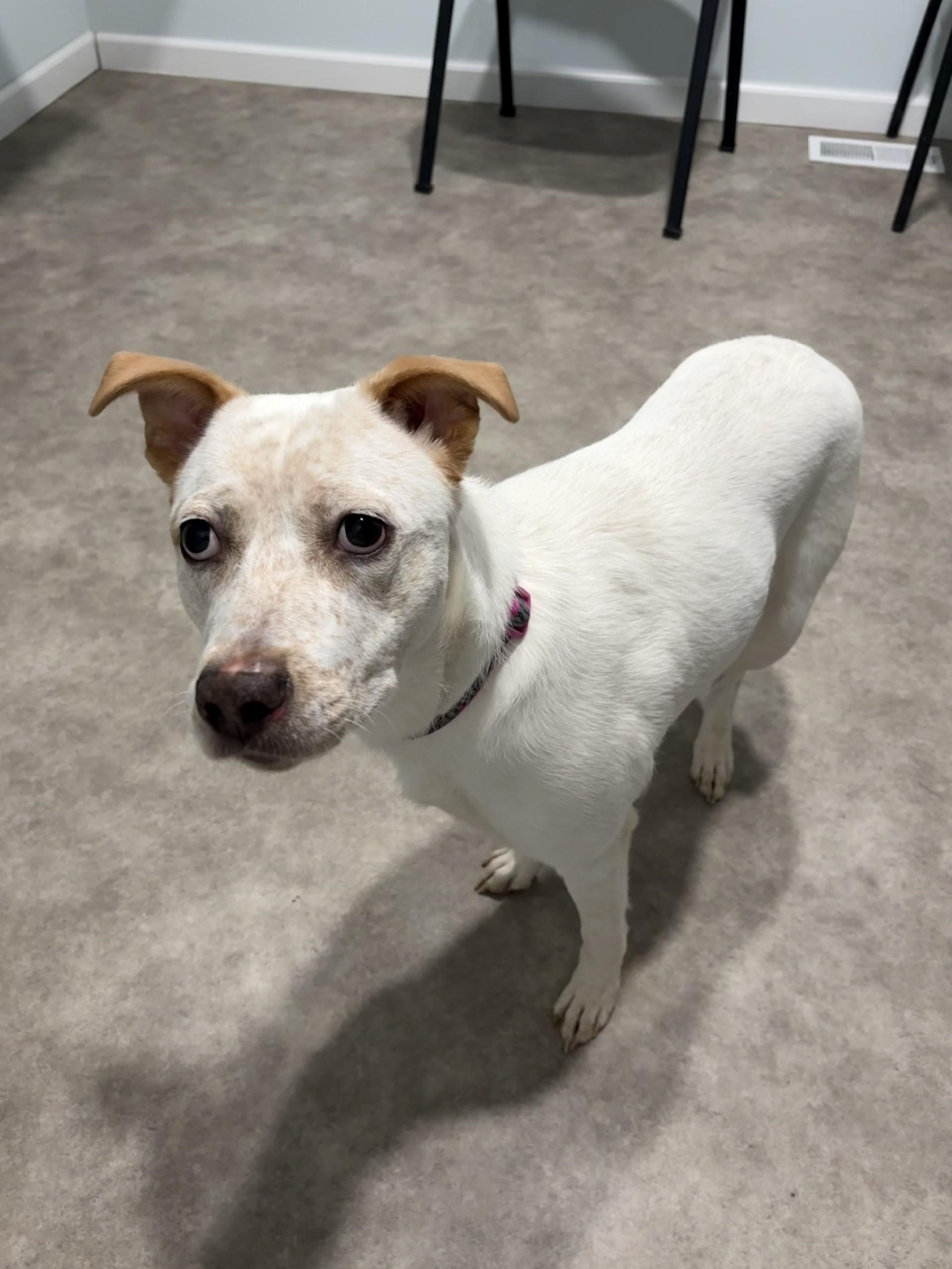 Enlarge Luna Marie, a ADOPTABLE mixed breed in Grant, NE image 4/6