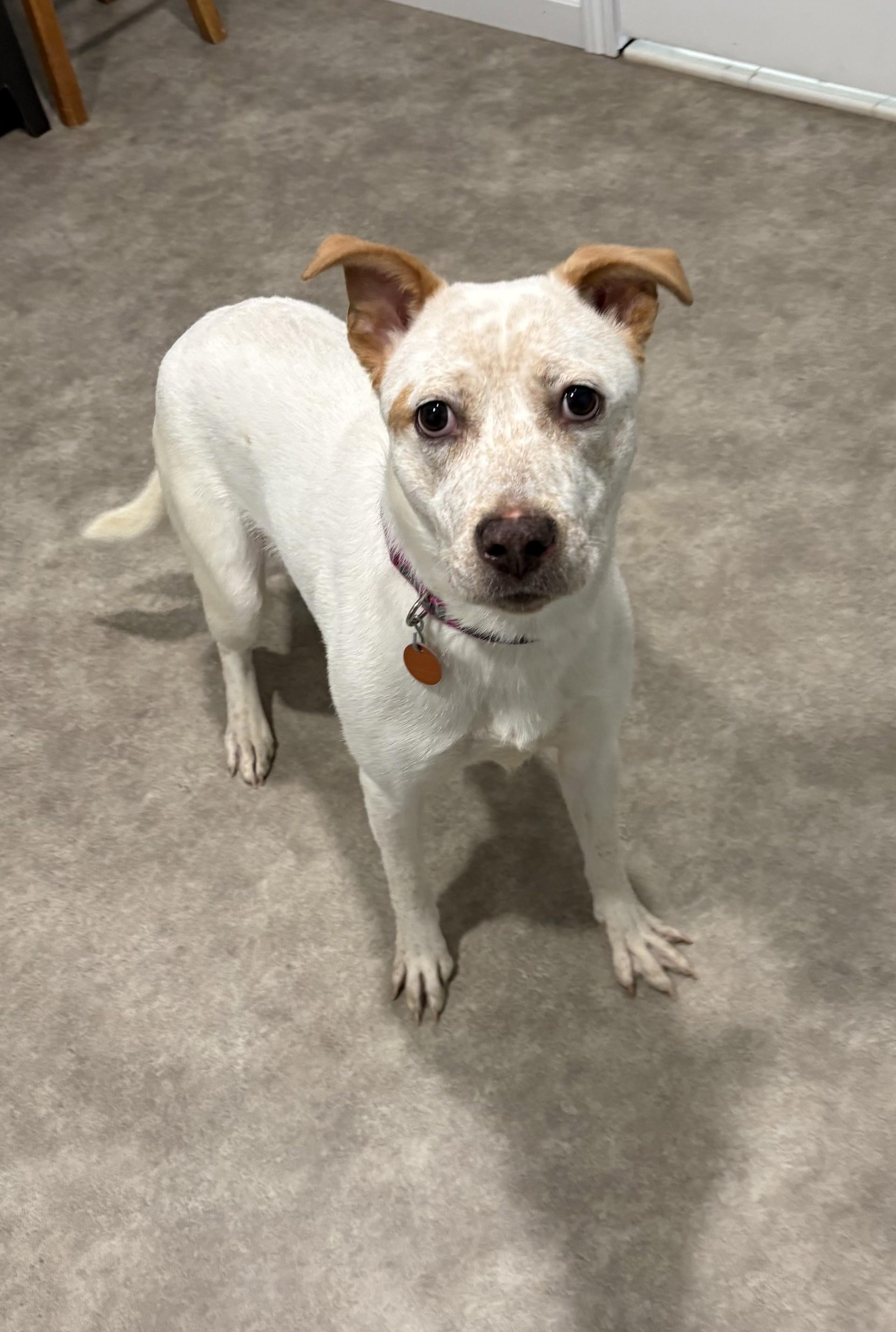 Luna Marie, ADOPTABLE, Adult Female Husky & Golden Retriever.