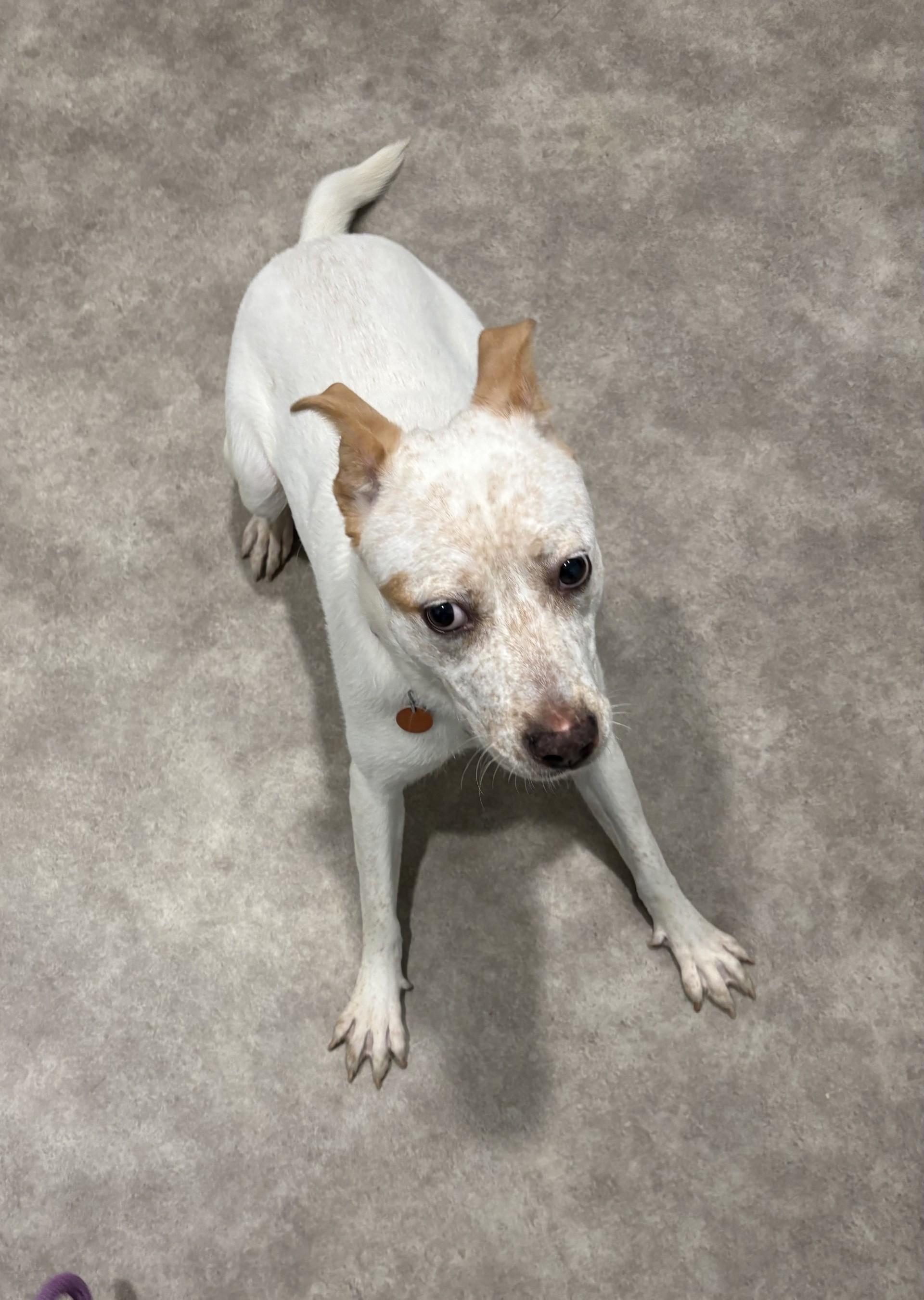 Enlarge Luna Marie, a ADOPTABLE mixed breed in Grant, NE image 6/6