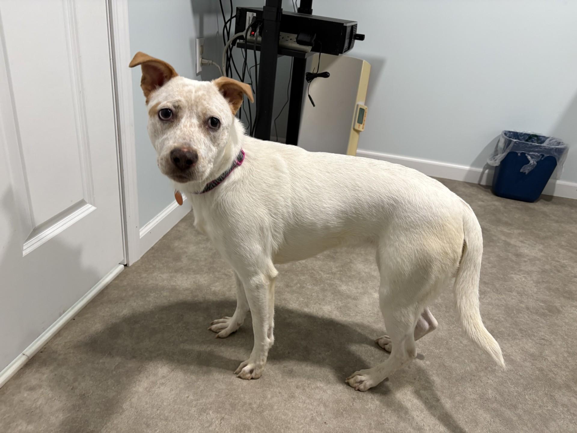 Enlarge Luna Marie, a ADOPTABLE mixed breed in Grant, NE image 3/6