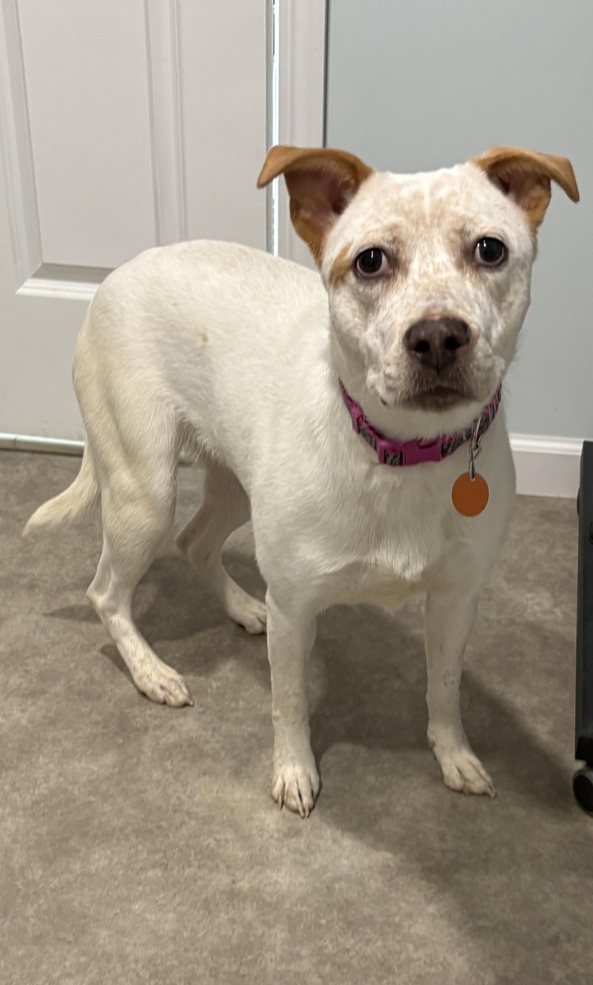 Enlarge Luna Marie, a ADOPTABLE mixed breed in Grant, NE image 5/6