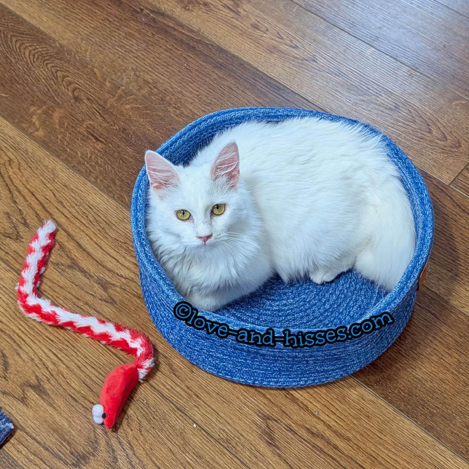 REESE, Adopted, Kitten Female Domestic Medium Hair.