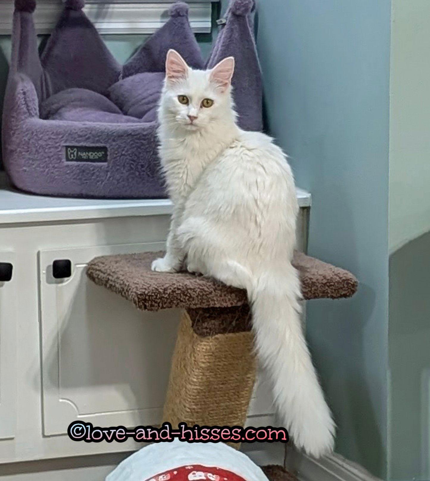 REESE, a Adopted Domestic Medium Hair in Capshaw, AL image 2/2