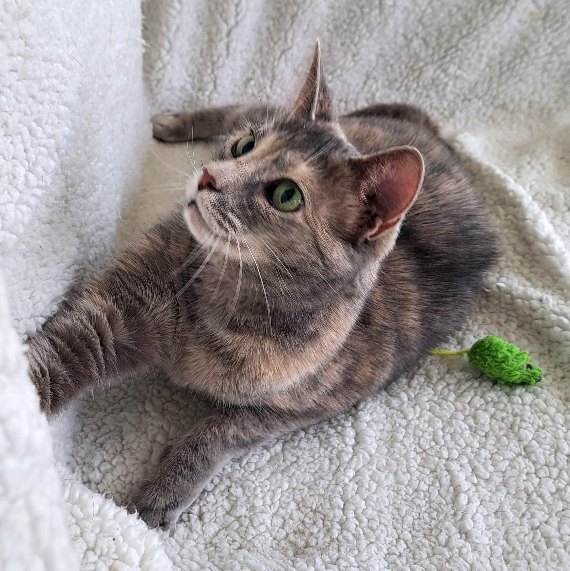 Enlarge Bayley, a Adoptable Dilute Tortoiseshell in New Albany, OH image 5/6