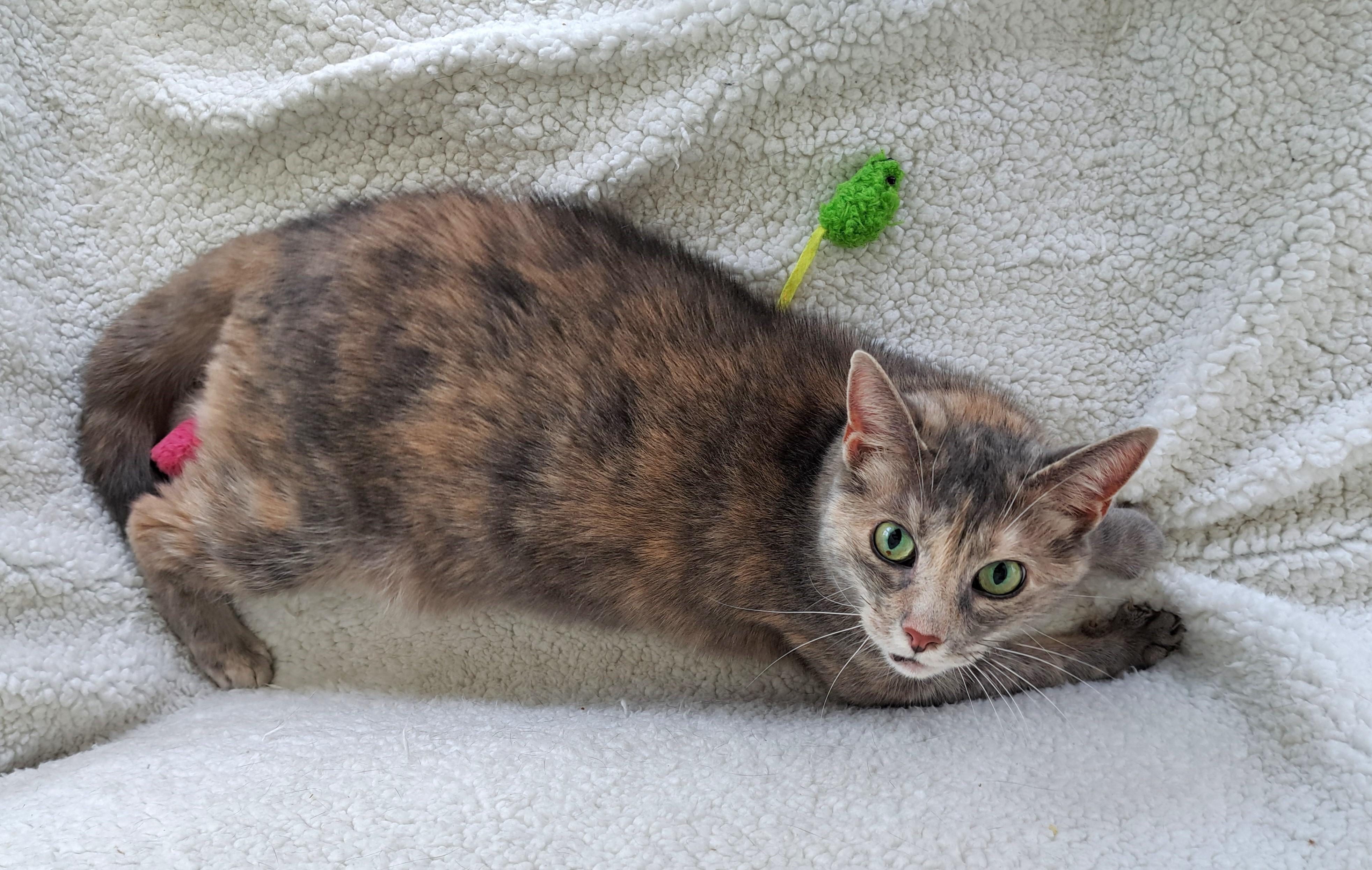 Enlarge Bayley, a Adoptable Dilute Tortoiseshell in New Albany, OH image 2/6