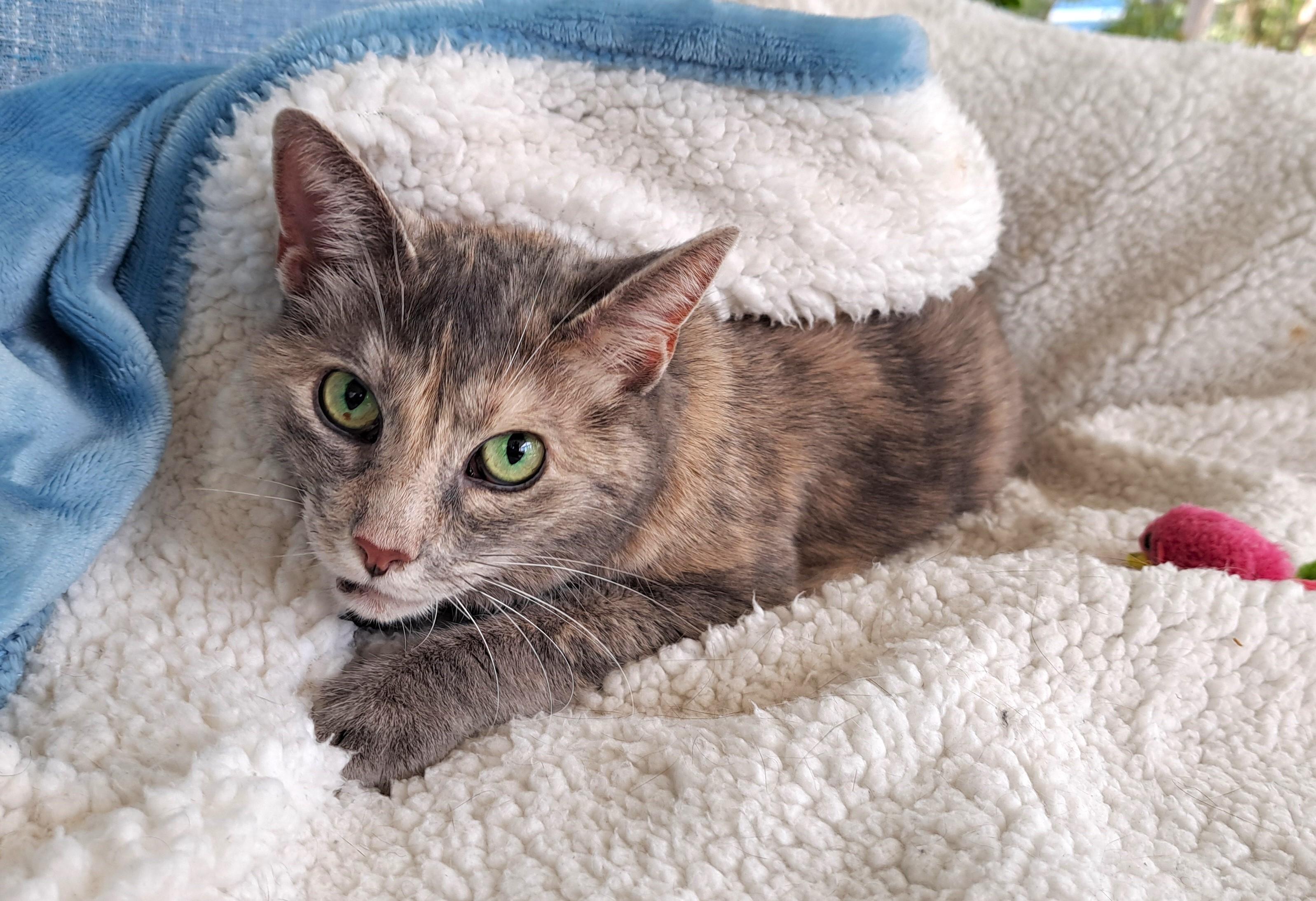 Bayley, Adoptable, Adult Female Dilute Tortoiseshell.