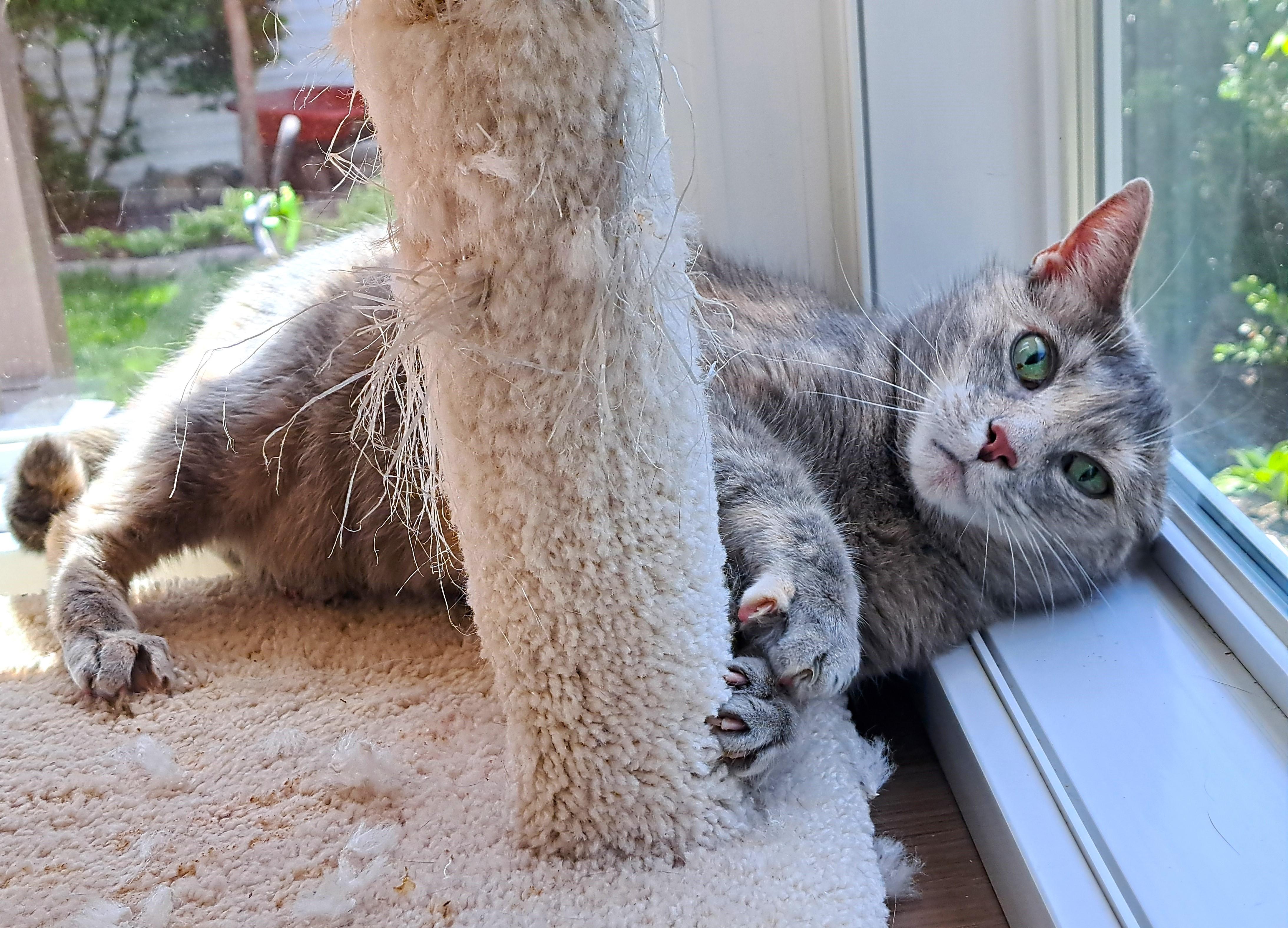 Enlarge Bayley, a Adoptable Dilute Tortoiseshell in New Albany, OH image 3/6