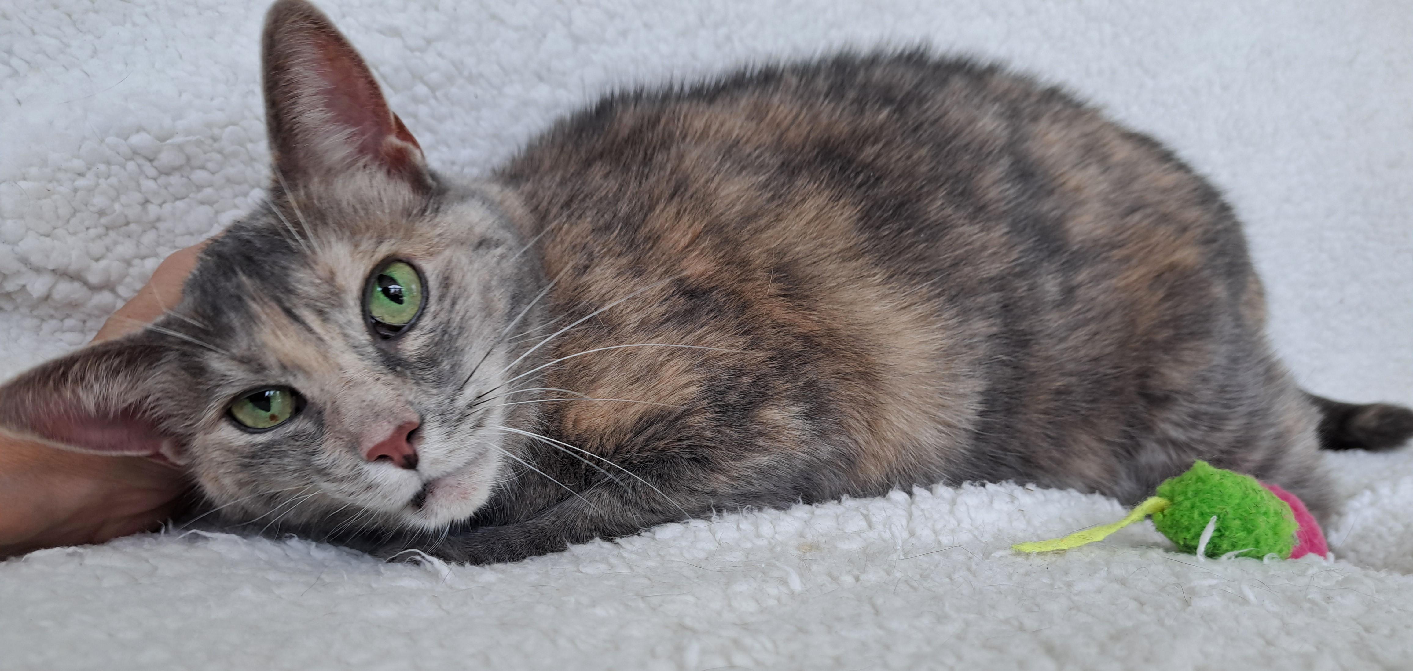Enlarge Bayley, a Adoptable Dilute Tortoiseshell in New Albany, OH image 6/6