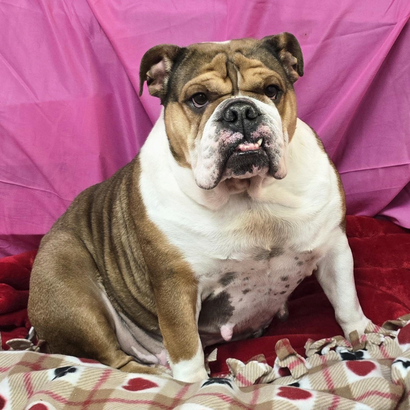 Enlarge Missy, a ADOPTABLE English Bulldog in LaGrange, IN image 6/6