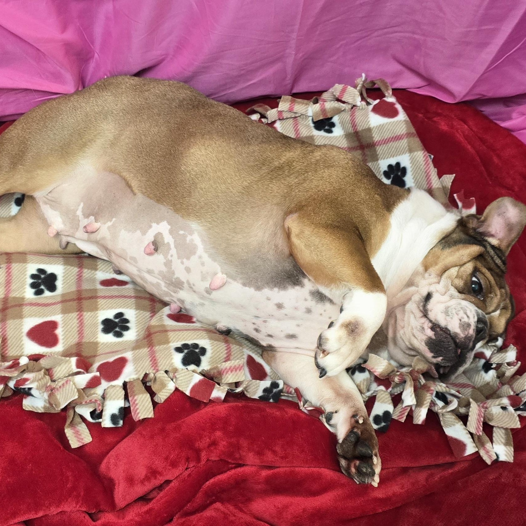 Enlarge Missy, a ADOPTABLE English Bulldog in LaGrange, IN image 4/6