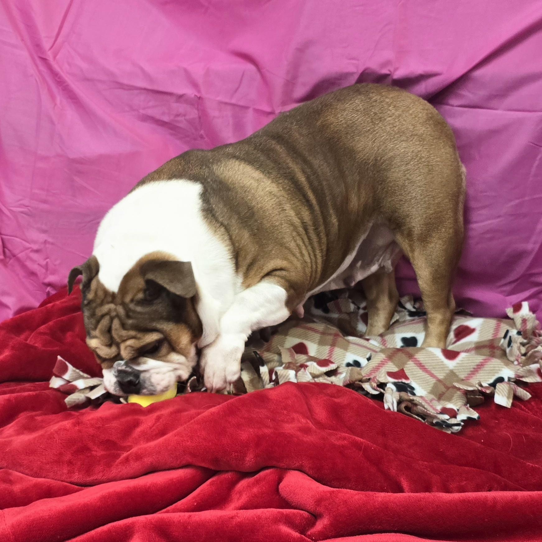 Enlarge Missy, a ADOPTABLE English Bulldog in LaGrange, IN image 3/6