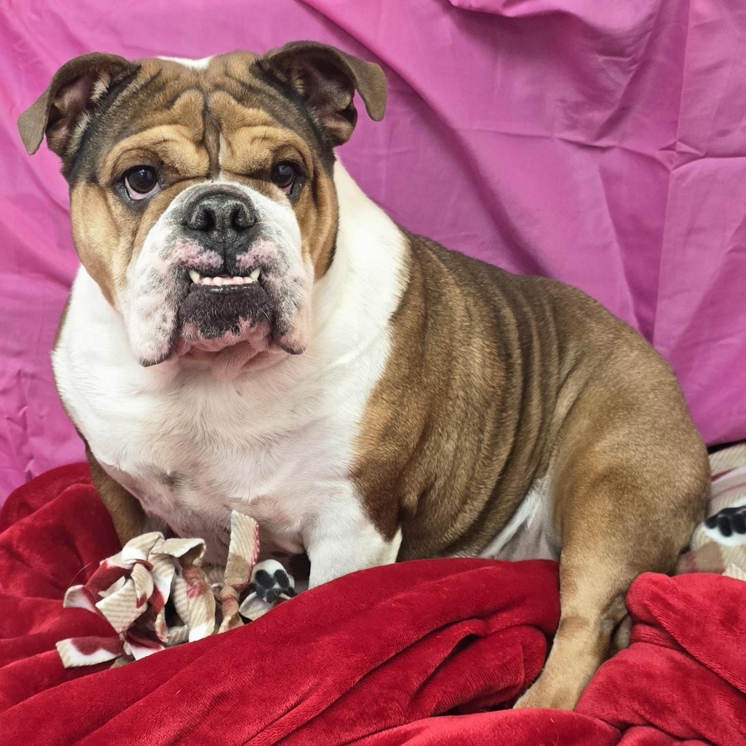 Enlarge Missy, a ADOPTABLE English Bulldog in LaGrange, IN image 2/6