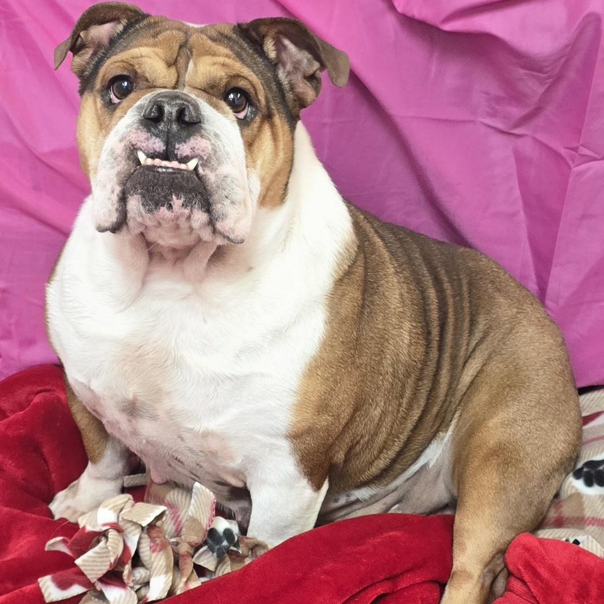 Missy, ADOPTABLE, Adult Female English Bulldog.