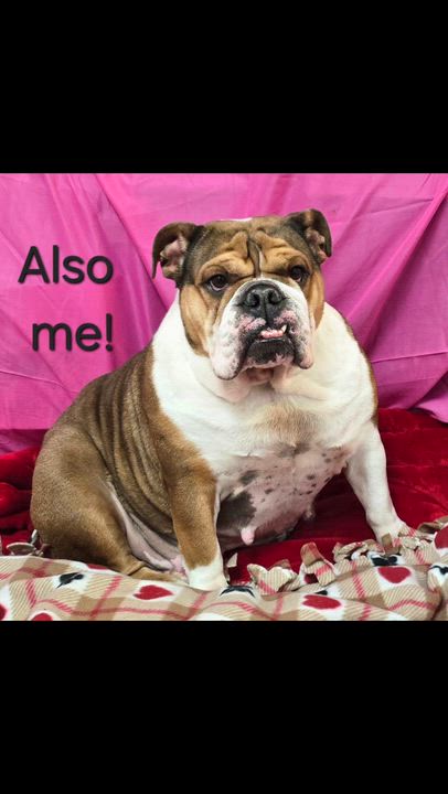 Enlarge Missy, a ADOPTABLE English Bulldog in LaGrange, IN video 5/6