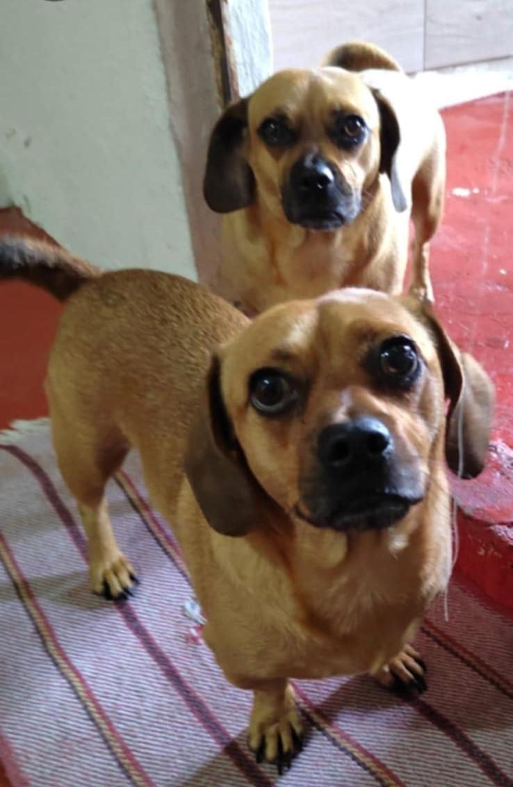 Clifford, an adoptable Dachshund, Pug in EL COLORADO, JAL, 48265 | Photo Image 1