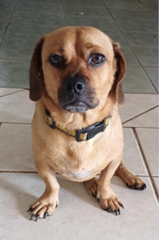 Clifford, an adoptable Dachshund, Pug in EL COLORADO, JAL, 48265 | Photo Image 3