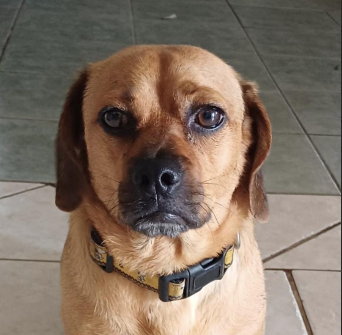 Clifford, an adoptable Dachshund, Pug in EL COLORADO, JAL, 48265 | Photo Image 4