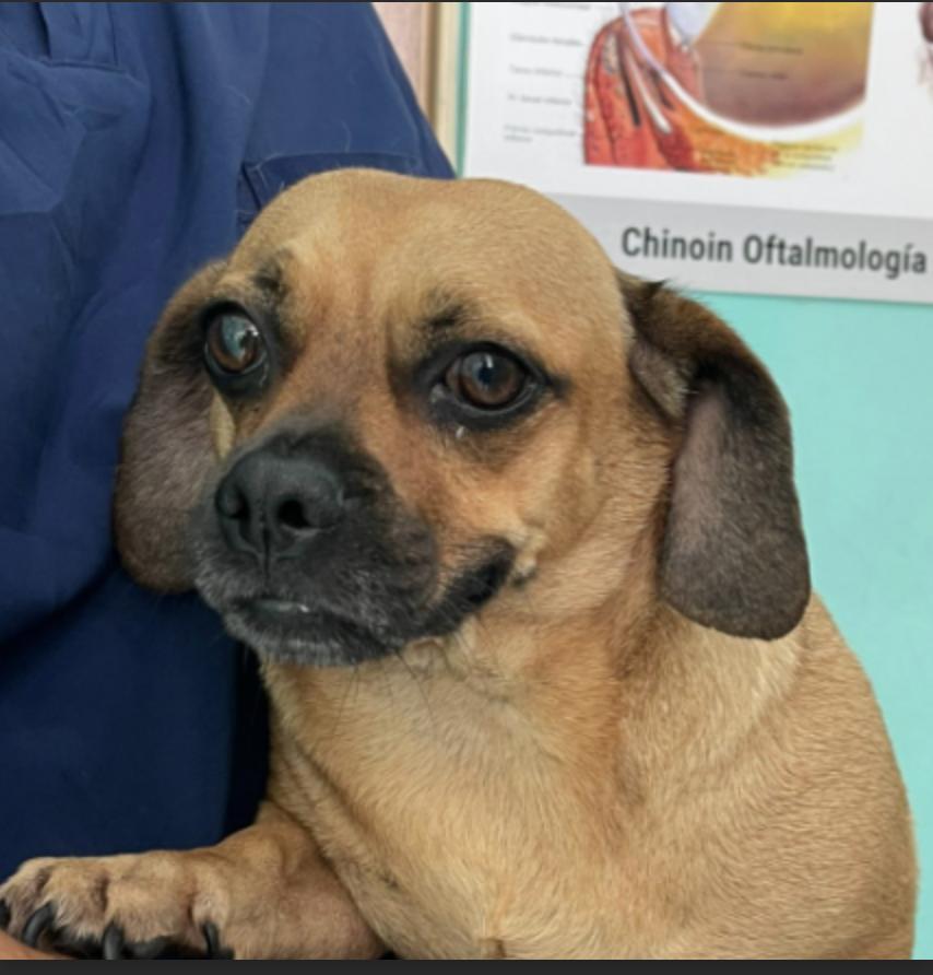 Clifford, an adoptable Dachshund, Pug in EL COLORADO, JAL, 48265 | Photo Image 2