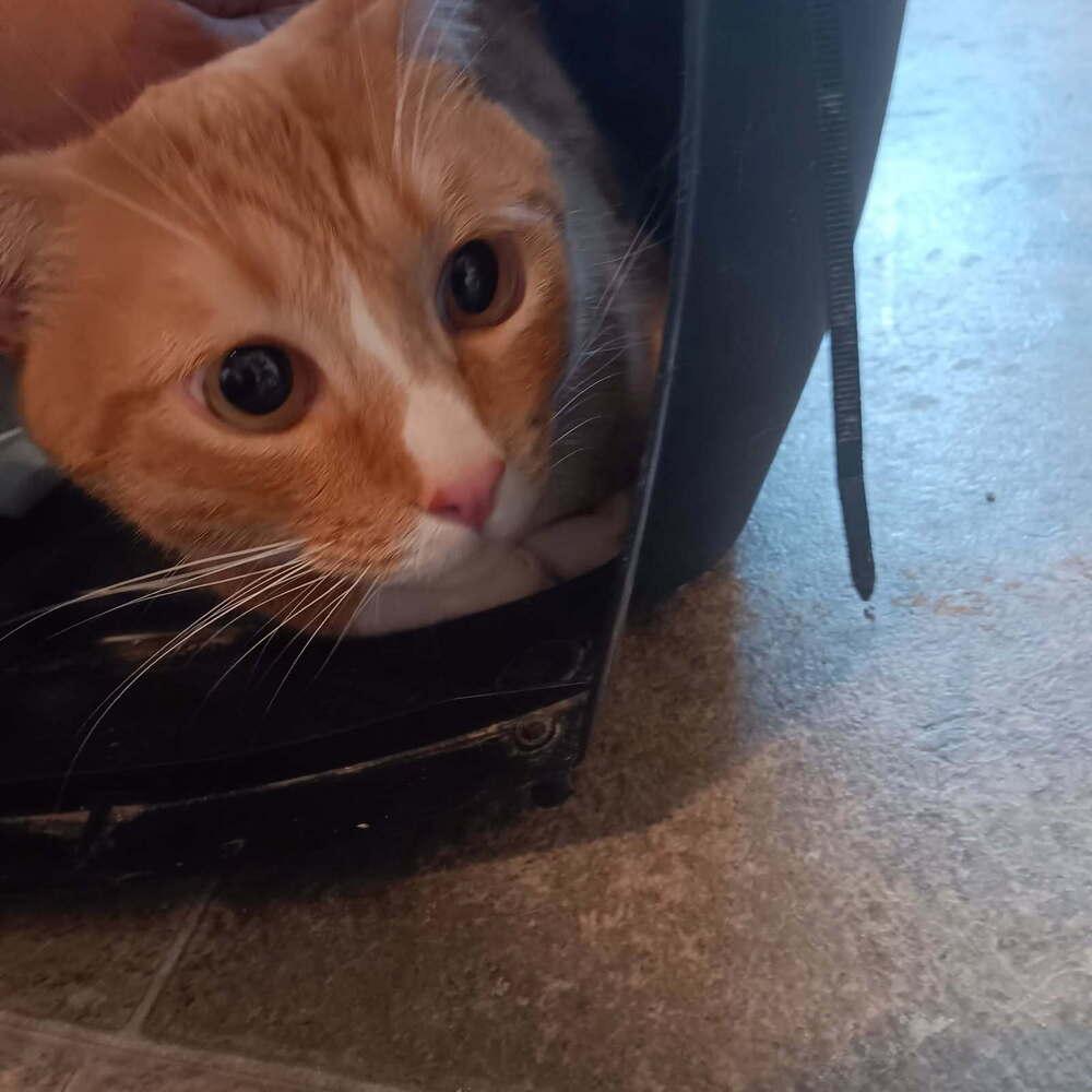 Versace, Adoptable, Adult Male Domestic Short Hair.