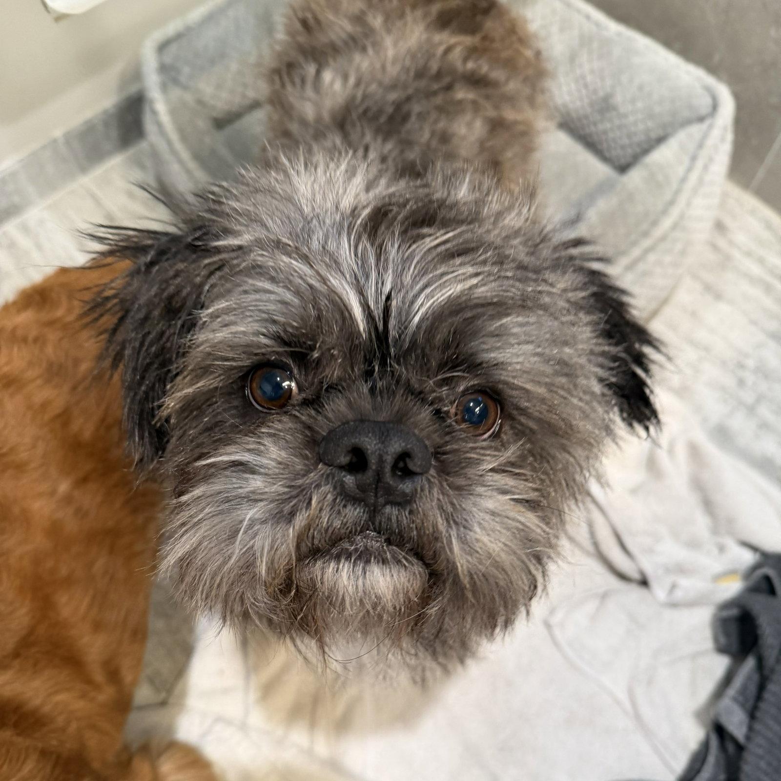 Hiccup, Adoptable, Adult Male Shih Tzu & French Bulldog.