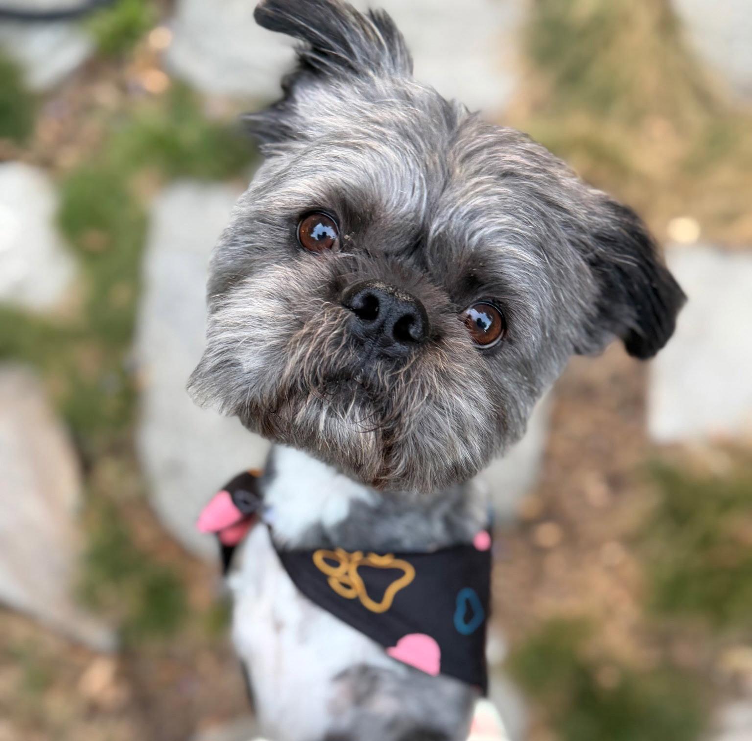 Enlarge Hiccup, a Adoptable mixed breed in San Jose, CA image 2/3