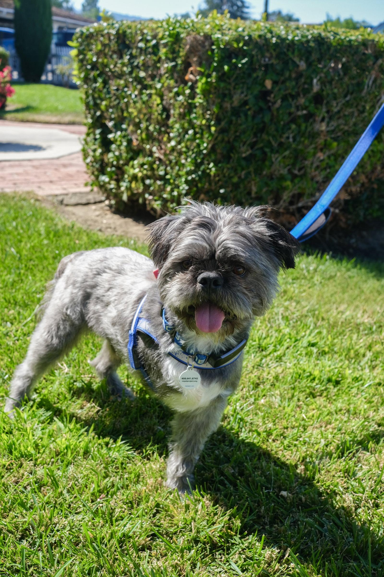 Hiccup, Adoptable, Adult Male Shih Tzu & French Bulldog.