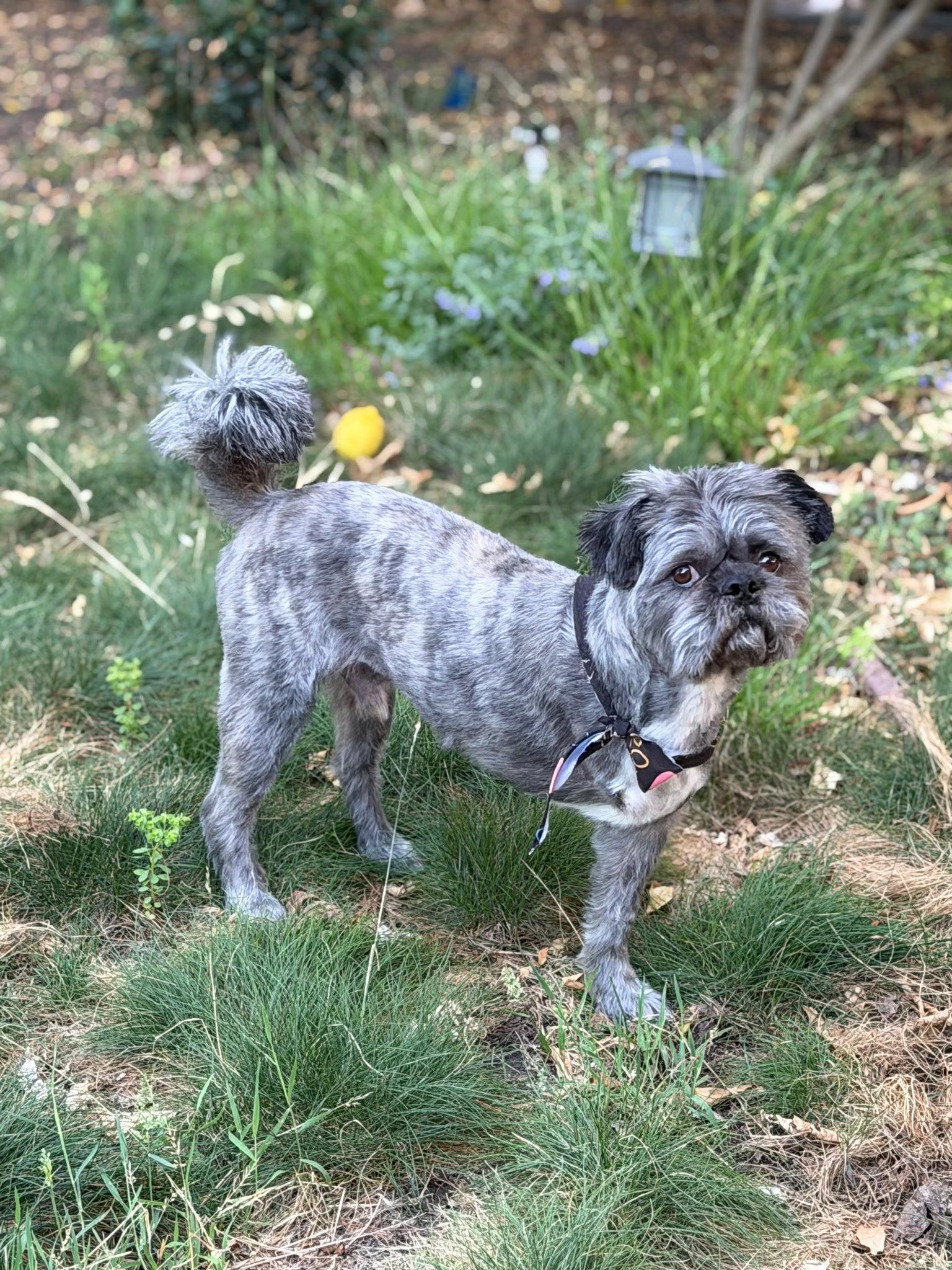 Enlarge Hiccup, a Adoptable mixed breed in San Jose, CA image 3/3